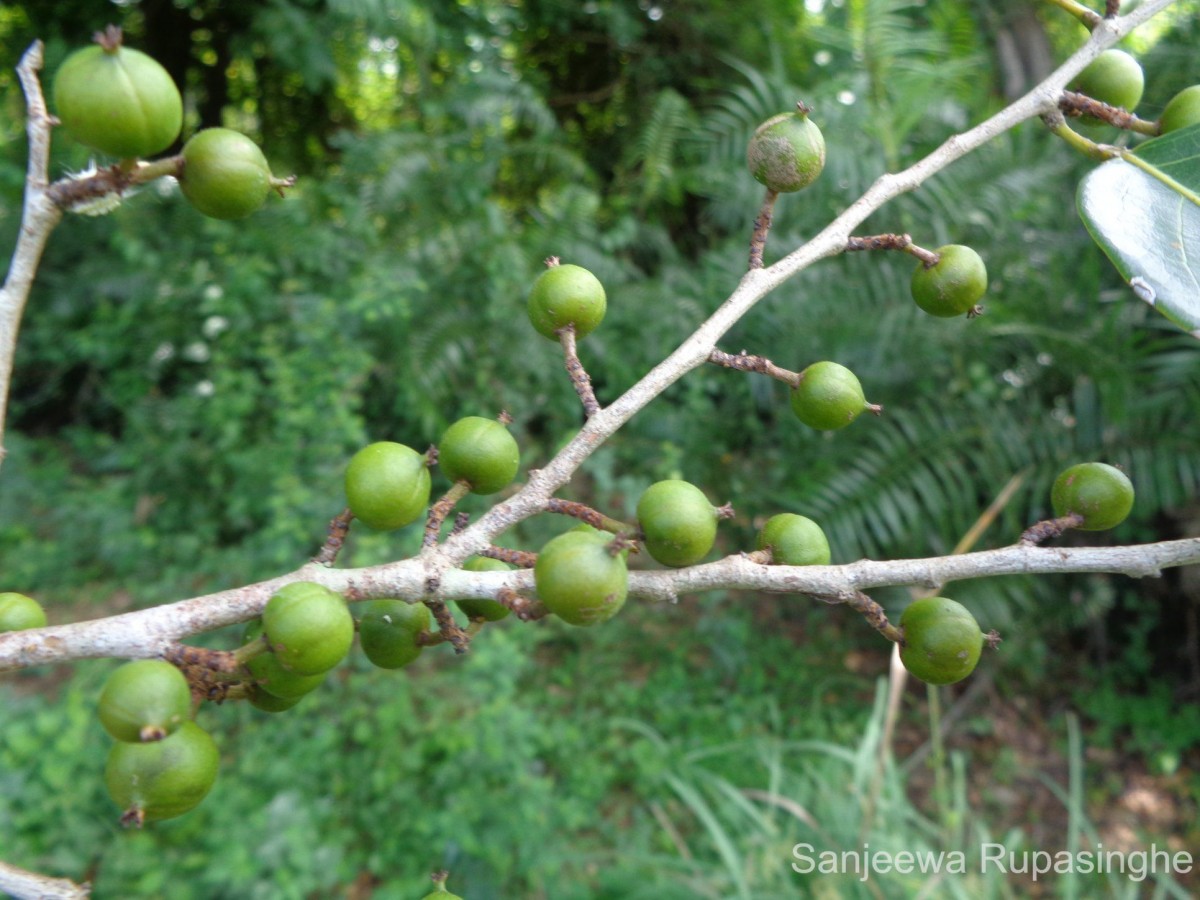 Aporosa cardiosperma (Gaertn.) Merr.